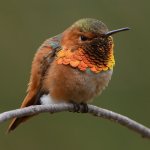 Hummer46.jpg