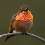 Hummer45.jpg