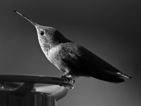 HummerBW.jpg