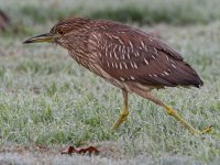 BlackHeron4.jpg