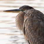 BlueHeron.jpg