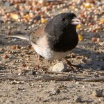 Junco3.jpg