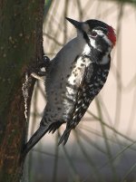 Woodpecker5.jpg