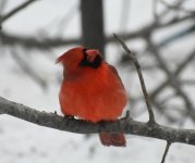 Cardinal 1.jpg