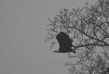 eagle 2.jpg