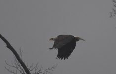 Eagle.jpg