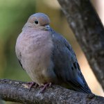 Dove5.jpg
