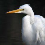 Egret4.jpg