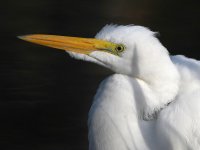 Egret5.jpg