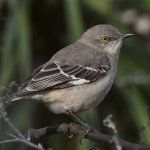 Mockingbird10.jpg