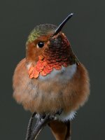 Hummer9.jpg