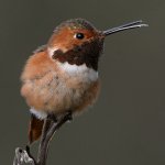 Hummer28.jpg