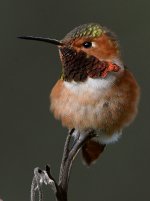 Hummer35.jpg