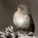 Mockingbird4.jpg