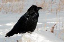 DSC_2435+Raven Feb 2018 Cold Lake-0002.jpg