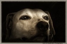 Tallulah N500_4312.jpg