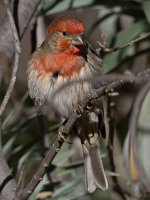 Finch8.jpg