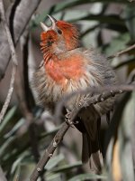 Finch16.jpg