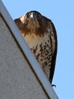 Hawk.jpg