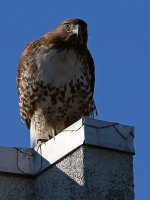 Hawk2.jpg