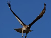 Hawk4.jpg