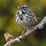 Sparrow4.jpg