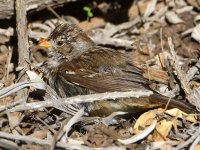 Sparrow6.jpg
