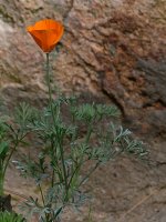 Poppy.jpg