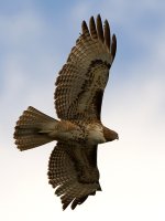 Hawk.jpg