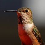 Hummer11.jpg