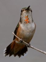 Hummer17.jpg