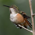 Hummer31.jpg