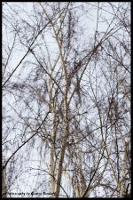 Day100Birch.jpg