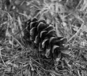 pinecone.jpg