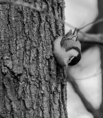 WBNuthatchBW.jpg