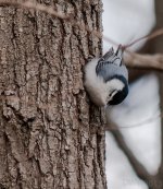 WBNuthatch1.jpg