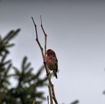 house finch.jpg