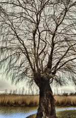 wounded willow2 1200.jpg