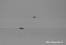DSCN8439002.jpg