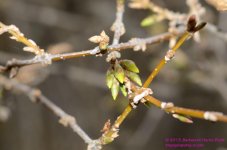 102 Forsythia-130412_01.jpg