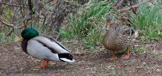 D7000_Duck2NET.jpg