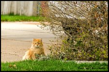 Day103CatRoughNight.jpg