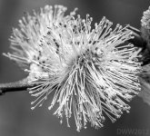 Pussy Willow6.jpg