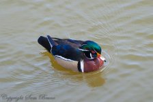 woodduck.jpg