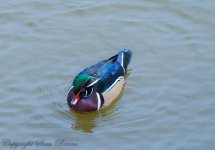 woodduckII.jpg