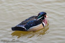 woodduckIII.jpg