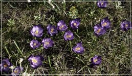 flowers.JPG