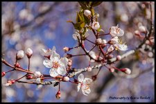 Day104CherryBlossoms.jpg