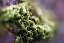 moss-1600x1068.jpg