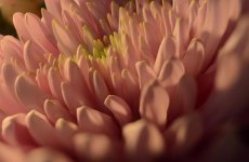 flower.jpg